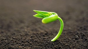 plant-macro-wallpaper